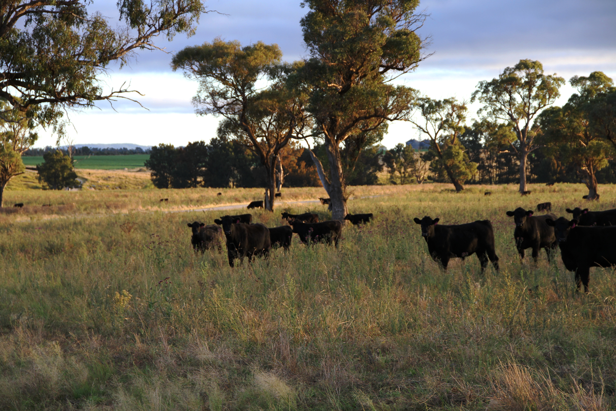 Rangers-valley_header.jpg