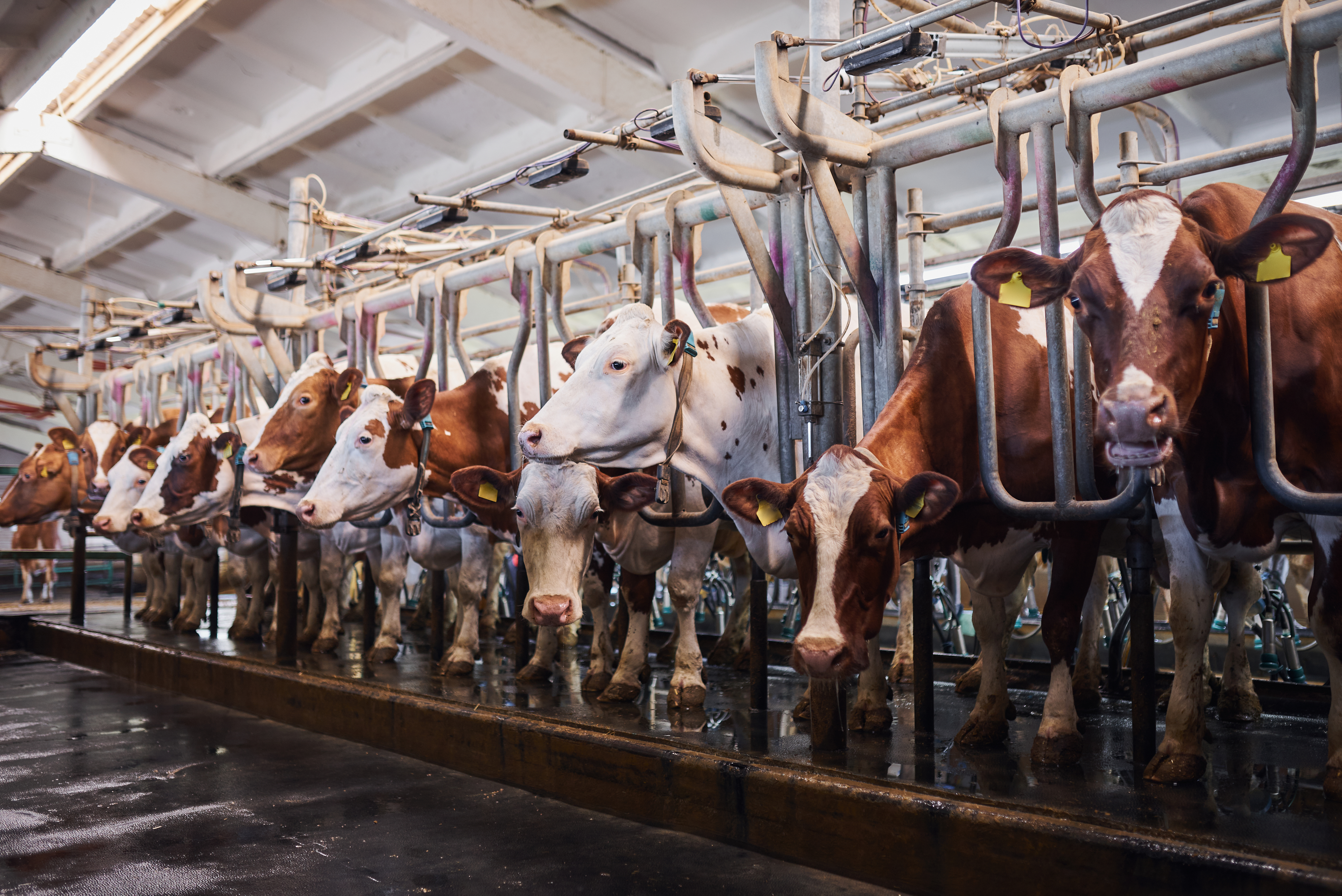 Dairy Image 1.png